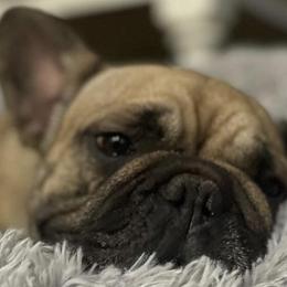 French Bulldogs from Prickly Pear Kennels