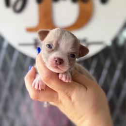 Monte - Chocolate blue male Chihuahua puppy in Harrison, Michigan from Cloud9 Chihuahuas