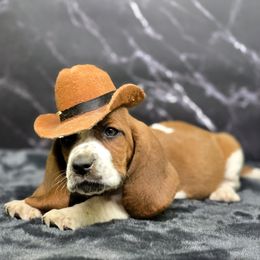 Kitten - Mahogany and white male Basset Hound puppy in Amelia, Ohio from Lady Mae Bassets