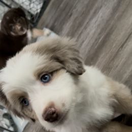 Australian Shepherd Puppies from Forgotten Coast Australian Shepherds