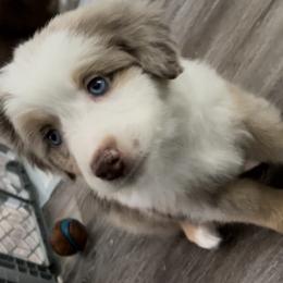 Australian Shepherd Puppies from Forgotten Coast Australian Shepherds