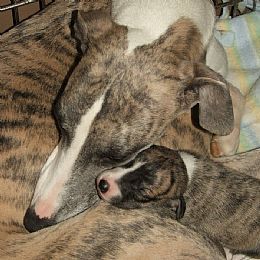 Whippet Puppies from Mohr Whippets