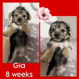 Gia - Black and tan female Yorkshire Terrier puppy in Winter Haven, Florida from Tiny Puppies World