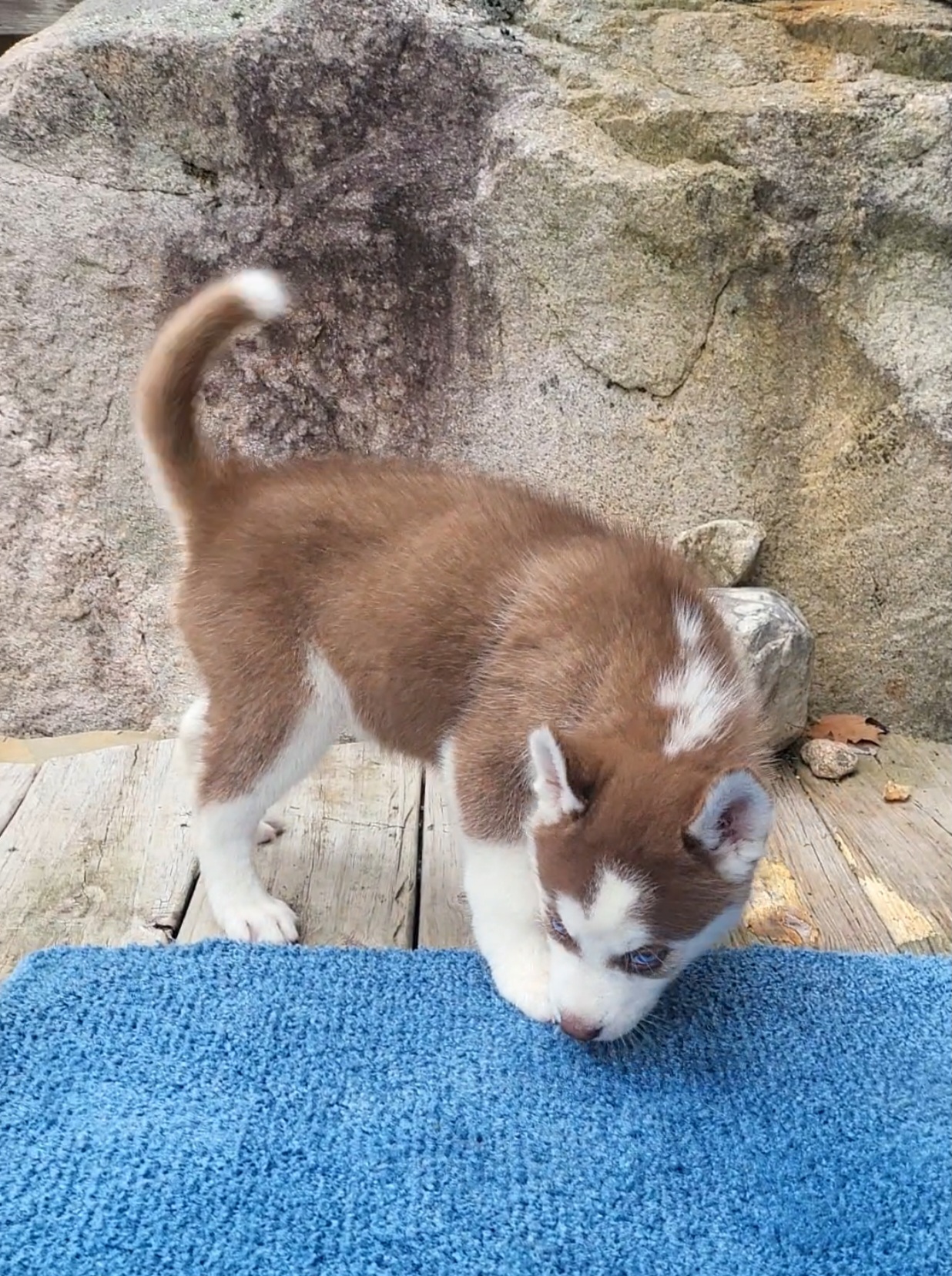 Sword - Red and white Siberian Husky puppy in Redwood, New York from Pope Family Farm