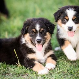 Aussiedoodle and Miniature American Shepherd Puppies from King Family Ranch