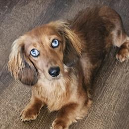 Dachshunds from Come See Our Weiners