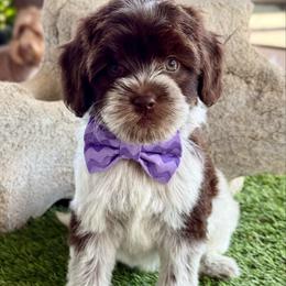 Chocolate roan - Chocolate female Australian Labradoodle puppy in Anderson, California from Shaggy Doodles