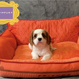 Cavalier King Charles Spaniel Puppies from Cavalier Castle