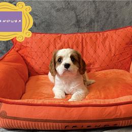 Cavalier King Charles Spaniel Puppies from Cavalier Castle
