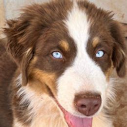 Australian Shepherd All Grown Up from LL Farm Australian Shepherds