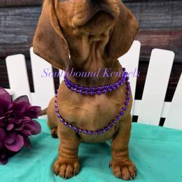 Maci - Red female Dachshund puppy in Leoma, Tennessee from Southbound Kennel