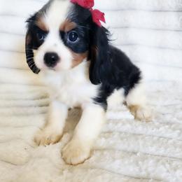 Sunshine - Tri-color female Cavalier King Charles Spaniel puppy in Wilburton, Oklahoma from My Kids Kennel