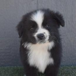 Sleepy - Black & white male Australian Shepherd puppy in Fallon, Nevada from Double H Australian Shepherds