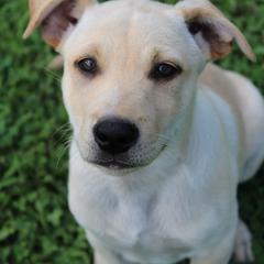 Carolina Dog Puppies from Williams Sweet Carolina