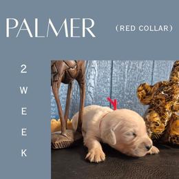 Palmer - Light golden male Golden Retriever puppy in El Campo, Texas from Starlight Goldens