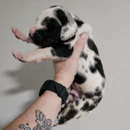 Aren - Harlequin male Great Dane puppy in Jerusalem, Arkansas from Mara Danes