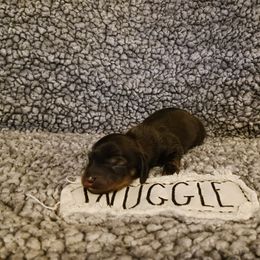 Dachshund Puppies from Wisteria Grove Dachshunds