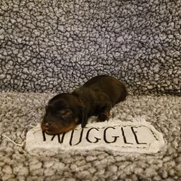 Dachshund Puppies from Wisteria Grove Dachshunds