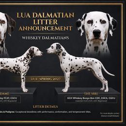 Dalmatian puppies from Samba Flavors