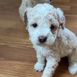 Oliver - Cream male Poodle puppy in Kennewick, Washington from PNW PAWS