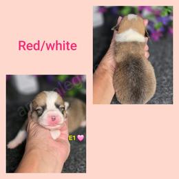 E1 - Red female Pembroke Welsh Corgi puppy in Jacksonville, Texas from ArmnalegRanch LLC