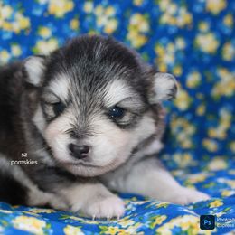 Ledger - Black and white male Pomsky puppy in Mc Callsburg, Iowa from SZ Rolling Acres LLC