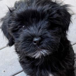 Havanese Puppies from Kuba Havaluv