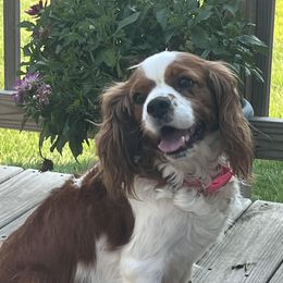 Dorie - Cavalier King Charles Spaniel