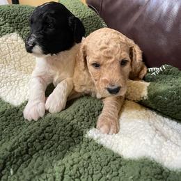 English Springer Spaniel, Poodle, and Springerdoodle Puppies from SpringerDoodles at the Beach