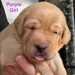 Purple Girl - Yellow female Labrador Retriever puppy in Rock Hill, South Carolina from North Star Retrievers