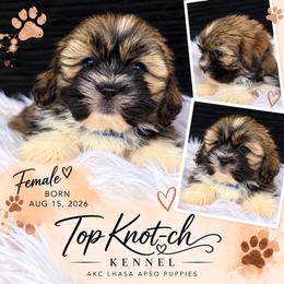 Autumn - Golden female Lhasa Apso puppy in Middleburgh, New York from Top Knotch
