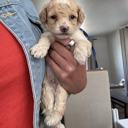 Walter - Buff and white male Cockapoo puppy in Yuba City, California from The Doodle Barn