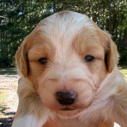 Dolly - Cream and white female Aussiedoodle puppy in Allardt, Tennessee from Hearth&Hound Doodles