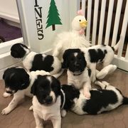 Stabyhoun Puppies from Cindy Pfister