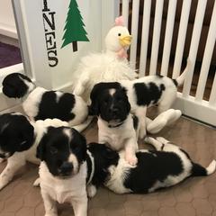 Stabyhoun Puppies from Cindy Pfister