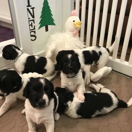 Stabyhoun Puppies from Cindy Pfister