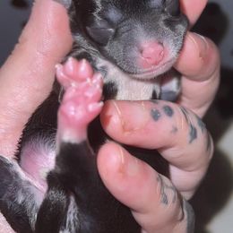 Chihuahuas from Small & Mighty Chihuahuas