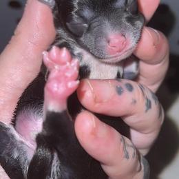 Chihuahuas from Small & Mighty Chihuahuas