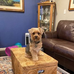 Yorkshire Terrier All Grown Up from DeRieux Yorkies