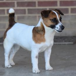 Joy - Russell Terrier