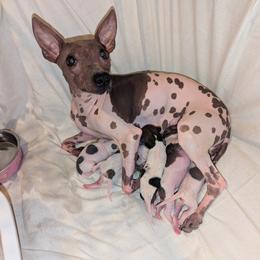 American Hairless Terrier Puppies from Bare Valley