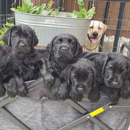 Labrador Retriever Puppies from Labs4Ever Labradors