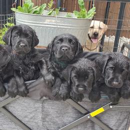 Labrador Retriever Puppies from Labs4Ever Labradors