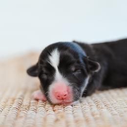 Chupacabra - Black and tan male Pembroke Welsh Corgi puppy in Mona, Utah from Sorensen Corgis