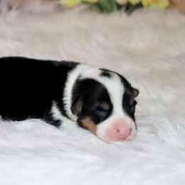 Rainy - Black and tan female Pembroke Welsh Corgi puppy in Akeley, Minnesota from Northwynd Corgis