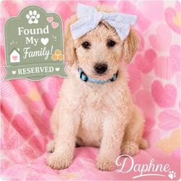 Daphne - female Golden Mountain Doodle puppy in Ormond Beach, Florida from Honeycomb Doodles