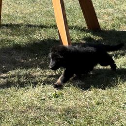 German Shepherd Puppies from Peristar