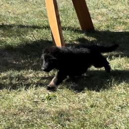 German Shepherd Puppies from Peristar