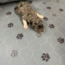 Merle boy 2 - Gray male Pyredoodle puppy in Prescott, Washington from Washington Pyredoodles