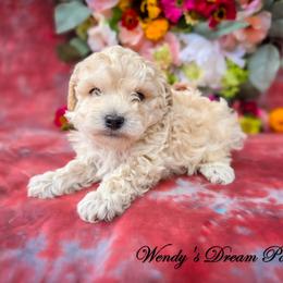 Bojangles Cream AKC - Cream male Poodle puppy in Norman, Indiana from Wendy's Dream Poodles